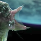 The Predalien emerges. Image via screen grab.